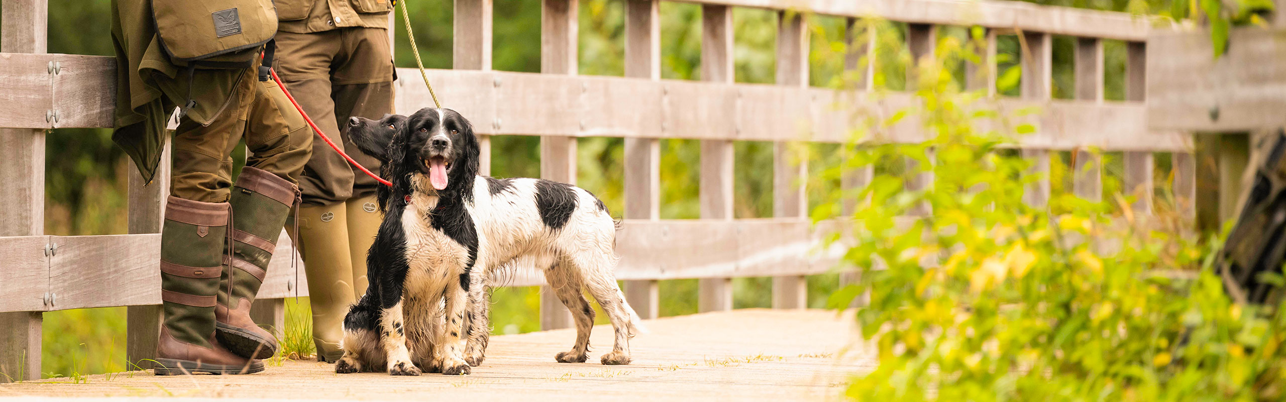 Engelse Springer Spaniel Club Nederland