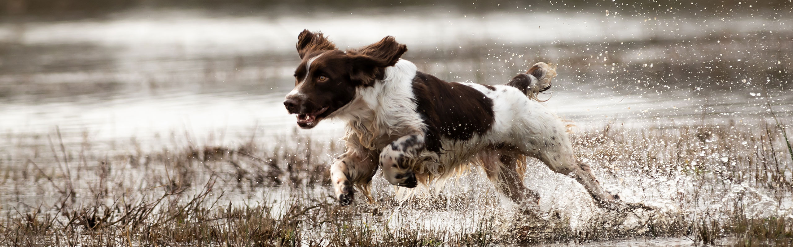 Kennel Aandacht